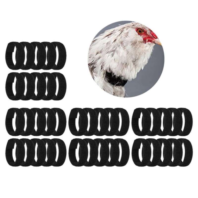 Jual 40pack Set No Crow Rooster Collar En For Roosters Poultry Black Di Er Homyl China Blibli