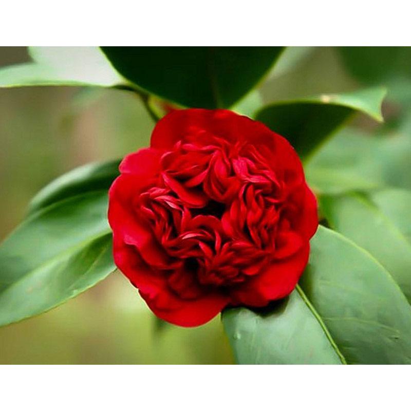 Jual Bibit Bunga Camelia Merah Online April 2021 Blibli