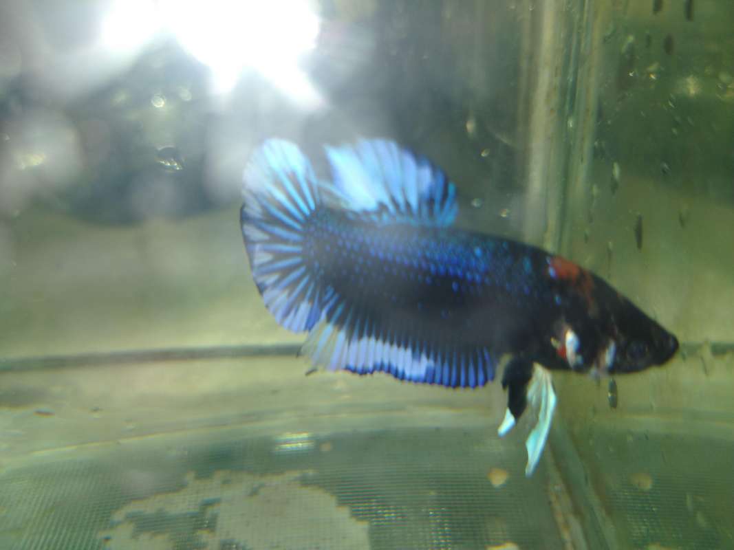 Jual Ikan Cupang Online Desember 2020 Blibli