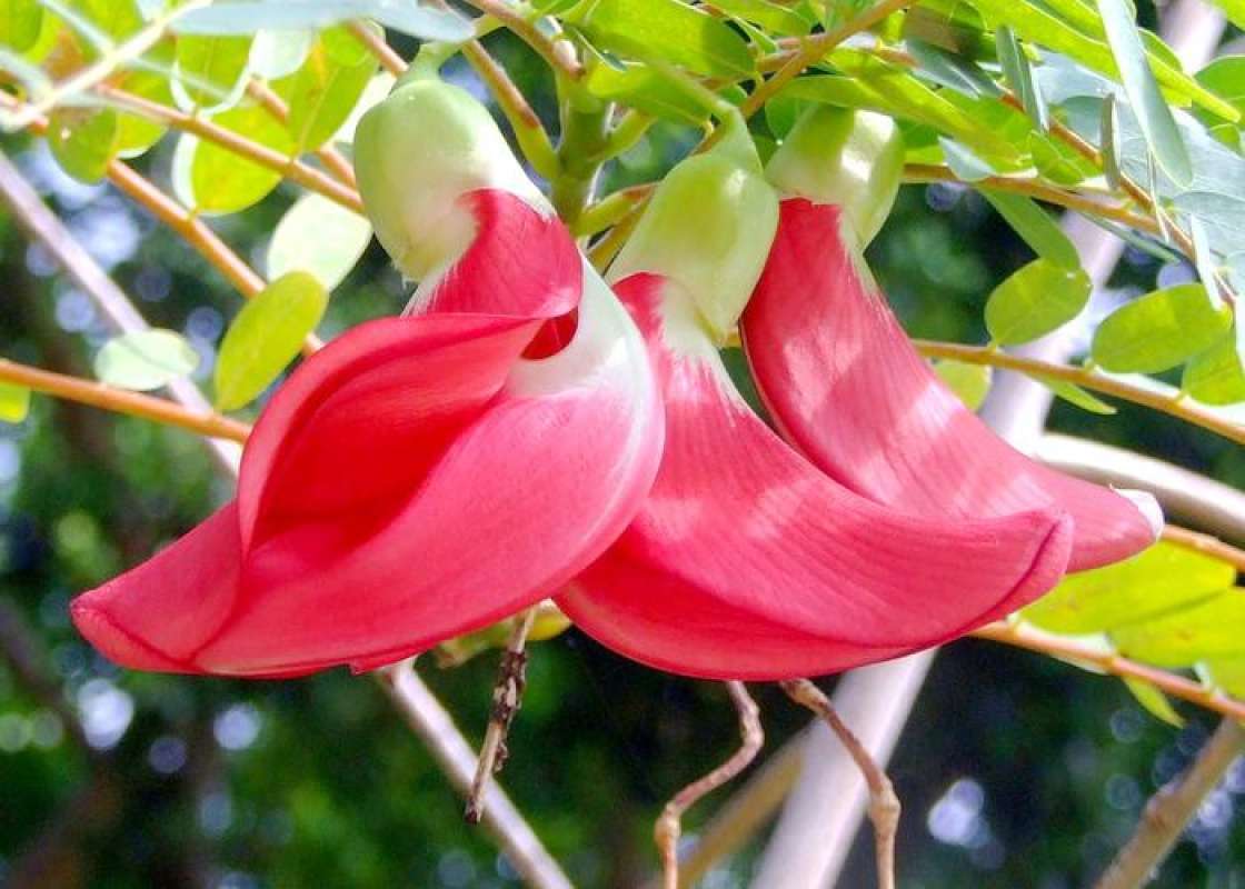 Jual Bibit Tanaman Bunga Turi Merah Obat Herbal Online November 2020 Blibli Com