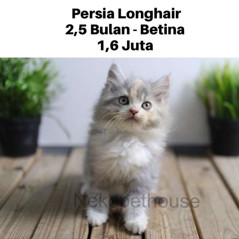 Jual Kucing Kitten Persia Medium Flatnose longhair Himalaya