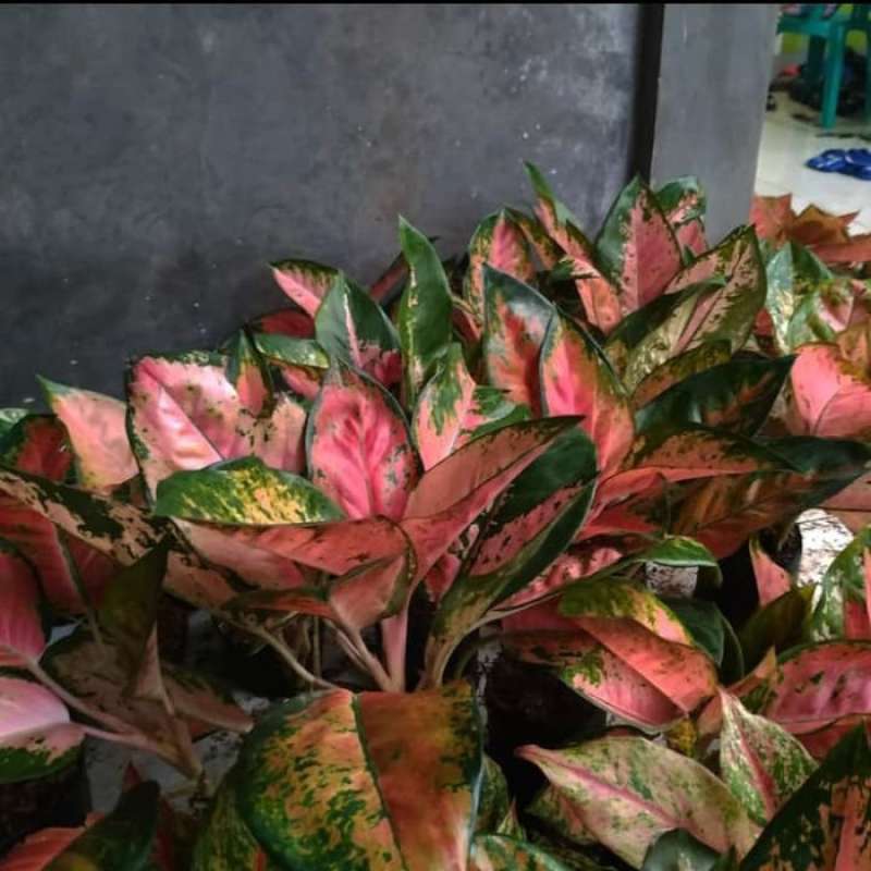 Jual Tanaman Hias Aglonema Red Khocin Pohon Aglonema Red Kocin Online Januari 2021 Blibli