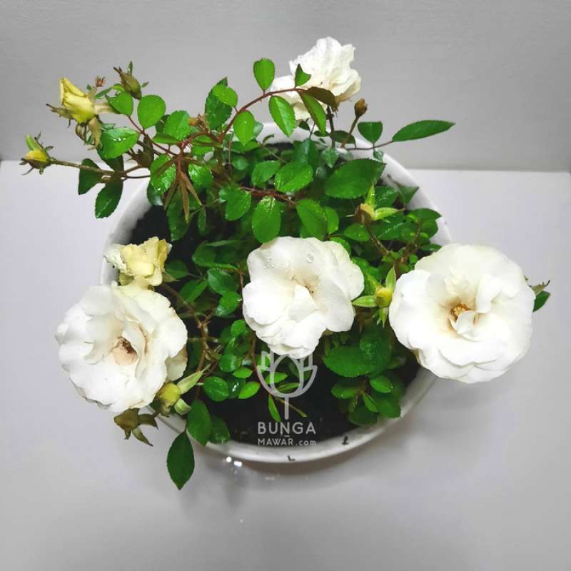 Jual Bunga Mawar Com Mawar Floribunda Postar Putih Tanaman Hias Online April 2021 Blibli Bonsai serut dan beringin sangat populer di indonesia. bunga mawar com mawar floribunda postar putih tanaman hias