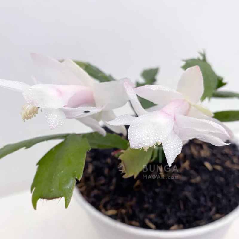 Jual Tanaman Hias White Christmas Cactus Kaktus Natal Putih Online November 2020 Blibli Com