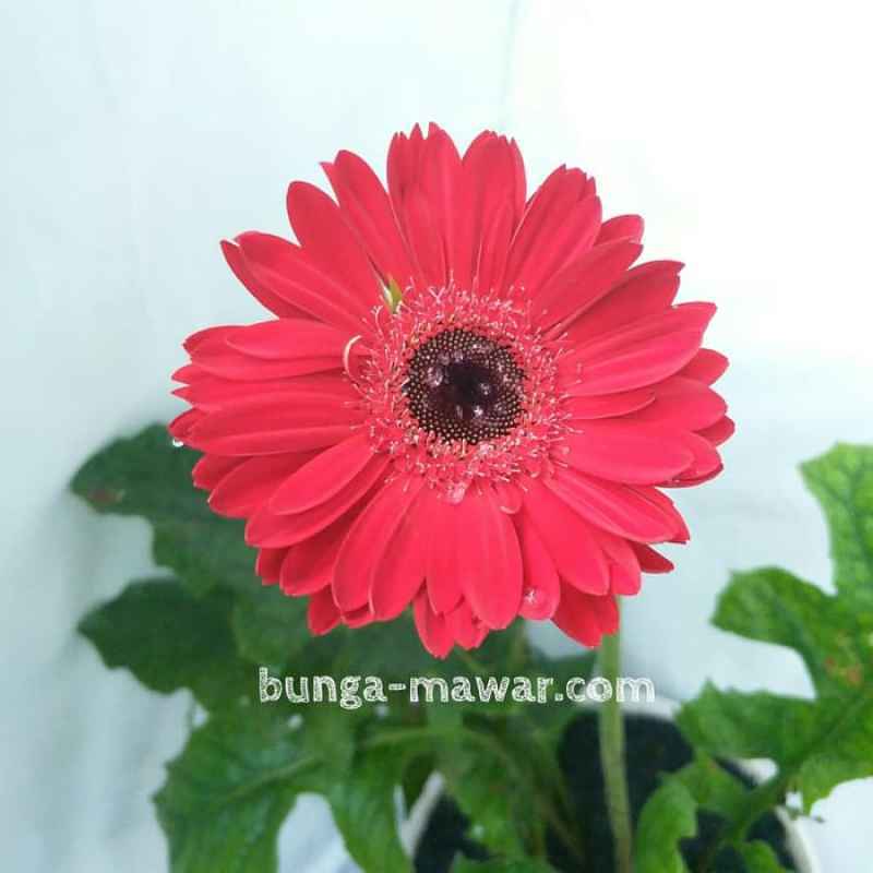 Jual Tanaman Hias Gerbera Merah Online April 2021 Blibli