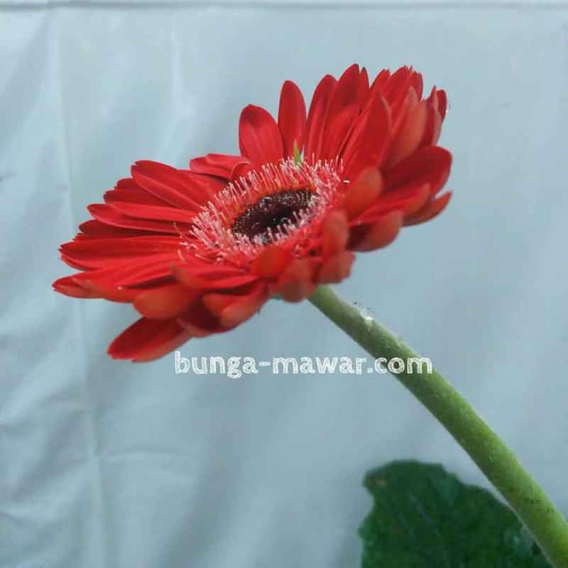 Jual Tanaman Hias Gerbera Merah Online April 2021 Blibli