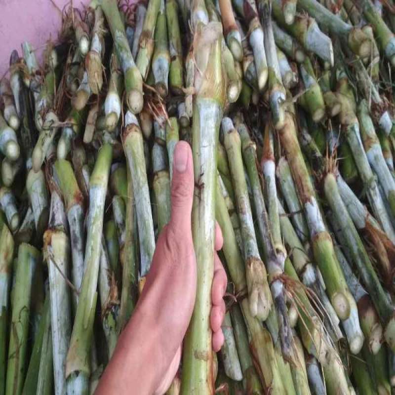 Promo Bibit Rumput Napier Pakchong Per Stek 1 Kg Isi 20 Stek Gajahan Pakcong Di Seller Qomar Farm Kab Temanggung Jawa Tengah Blibli