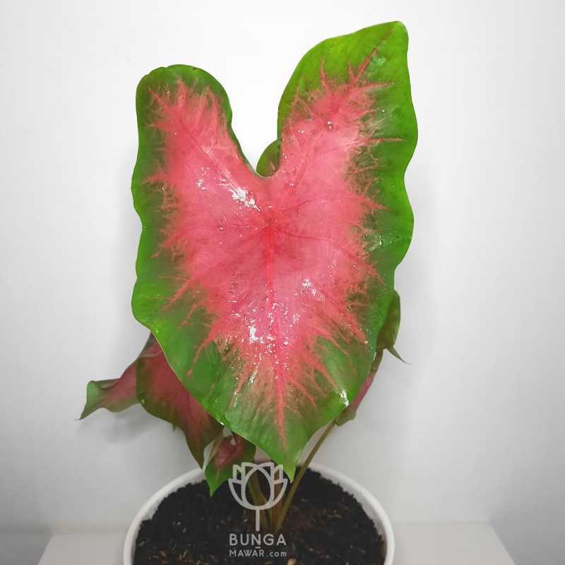 Jual Tanaman Hias Keladi Merah Caladium Bicolor Pink Burst Terbaru Juni 2021 Blibli