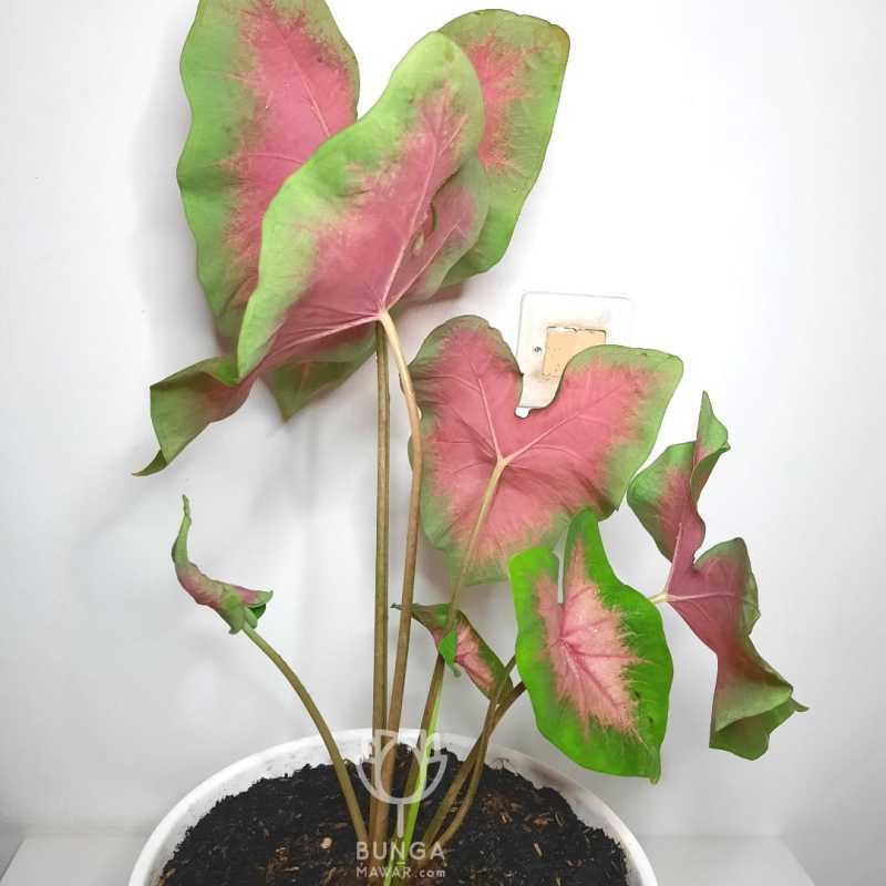 Jual Tanaman Hias Keladi Merah Caladium Bicolor Pink Burst Online Februari 2021 Blibli