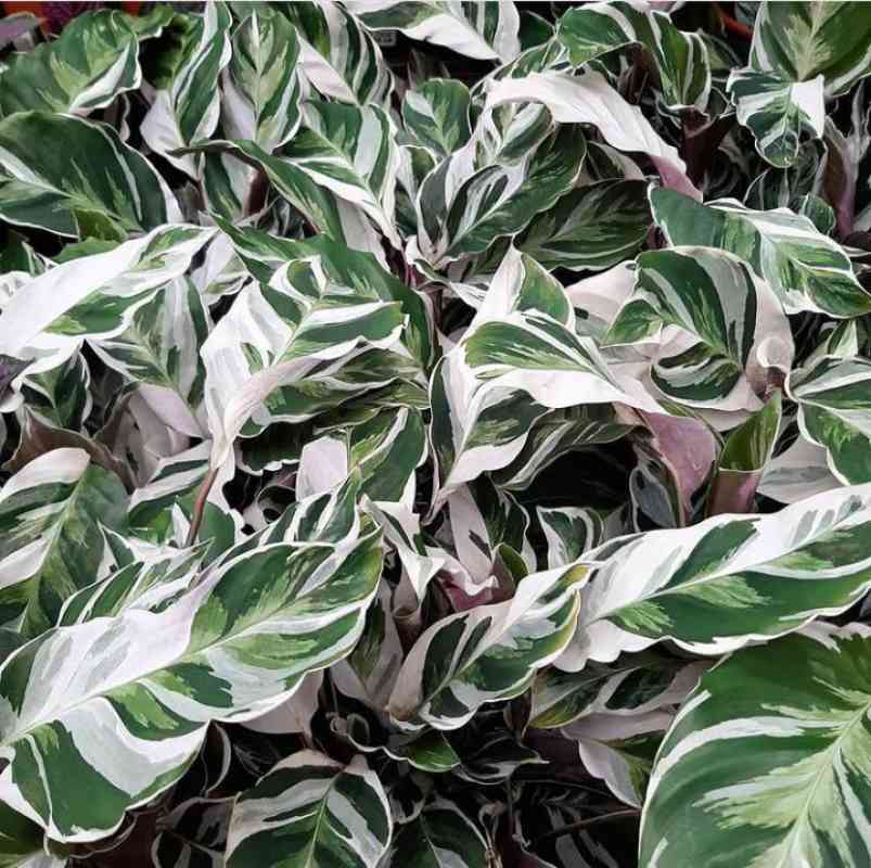 Tanaman Hias Calathea White Fusion Maranta Tisu Terbaru Agustus 2021 Harga Murah Kualitas Terjamin Blibli