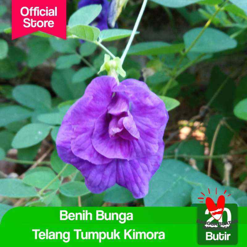 Jual Benih Bunga Telang Biru Tumpuk Kimora Potme Farm Terbaru Juni 2021 Blibli