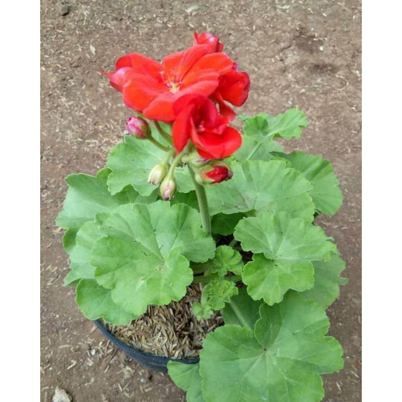 Jual Bunga Hias Geranium Bunga Pink Putih Import Produksi Lokal Ibad Garden