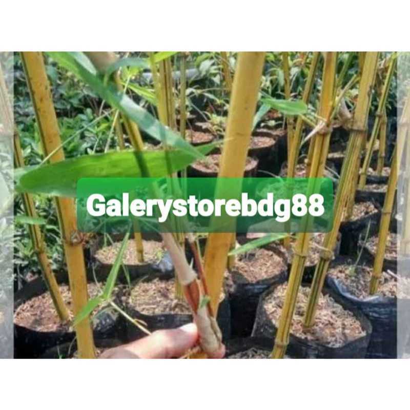 Jual Bibit Bambu Kuning Mini Super Online Mei 2021 Blibli