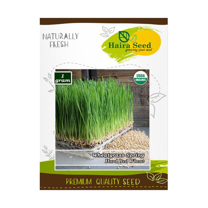 Jual Haira Seed Benih Rumput Gandum Wheatgrass Merah Organik Bibit