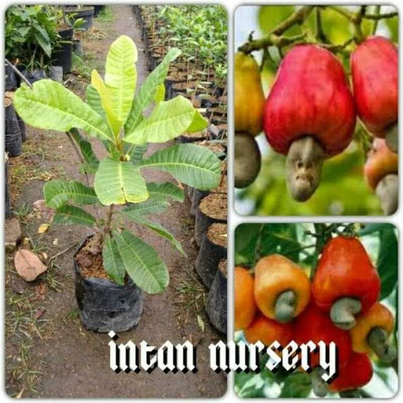 pohon jambu monyet