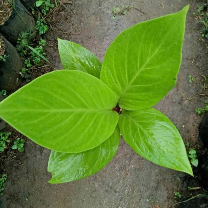 Jual Zplant Anthurium Jemani Kobra Tanaman Hias Online Februari 2021 Blibli