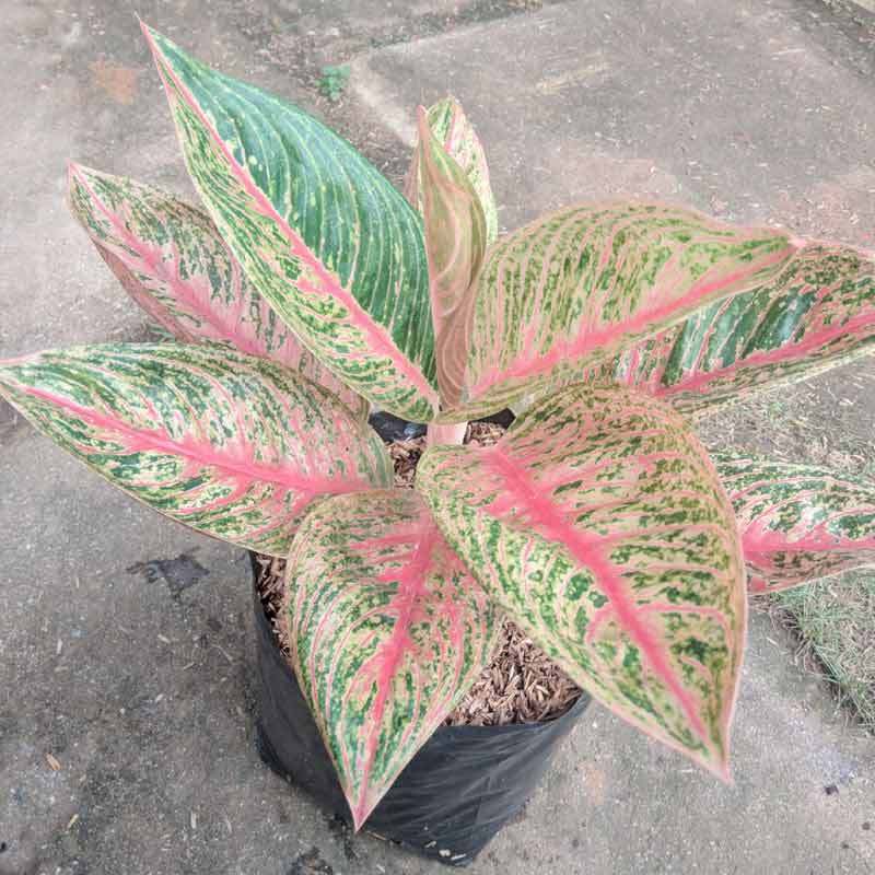 Jual Goldseeds Aglaonema Legacy Tanaman Hias Murah Mei 2021 Blibli