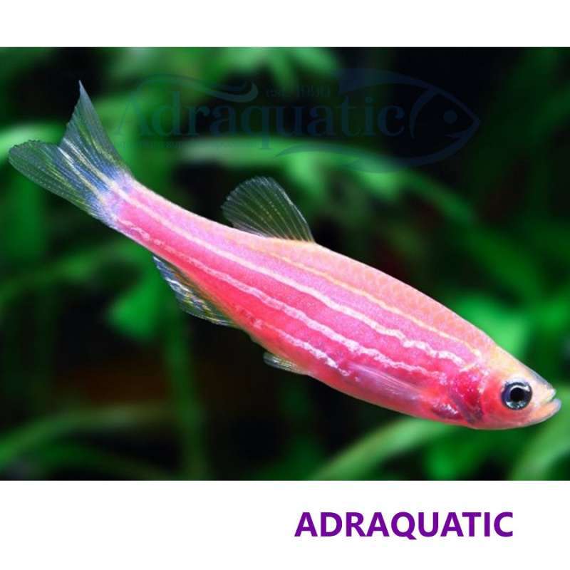 Jual IKAN HIAS ZEBRA PINK RED ZEBRAFISH AIR TAWAR di Seller ADRAQUATIC  Official Store - Paledang, Kota Bandung | Blibli