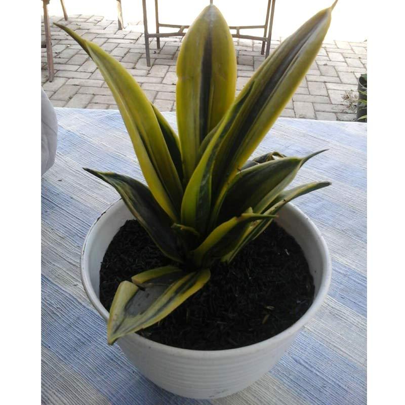 Jual River Ayu Sansivera Gold Flame Tanaman Hias Online Mei 2020