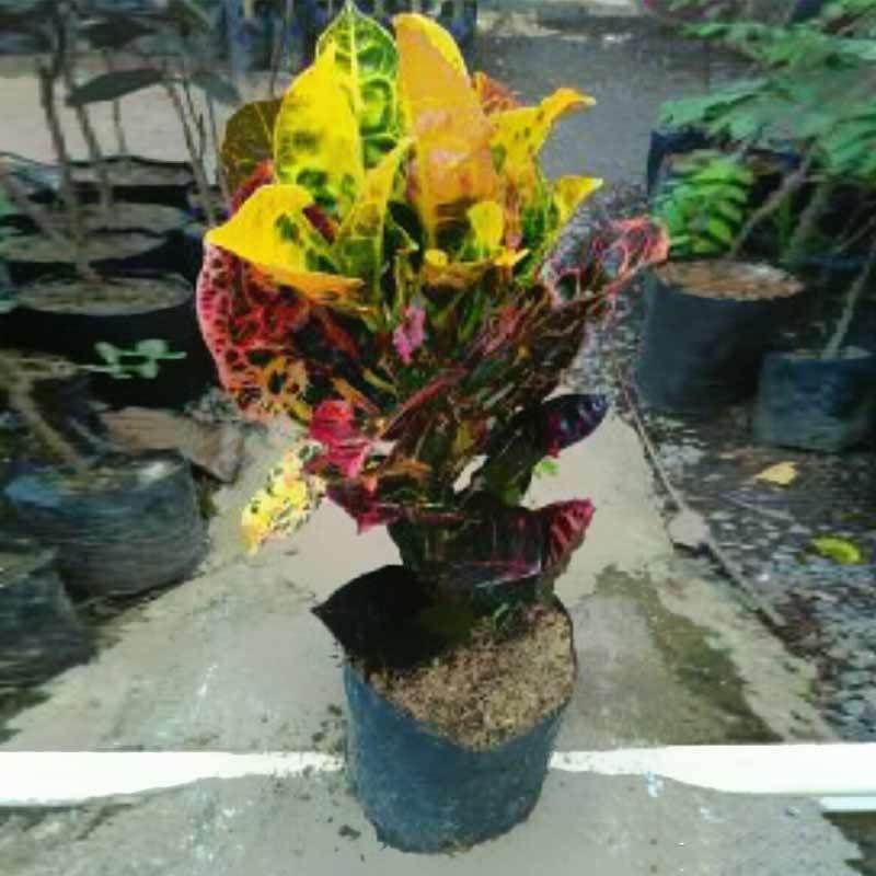 Jual River Ayu Plant Puring Kura Kura Tanaman Hias Online Oktober 2020 Blibli Com
