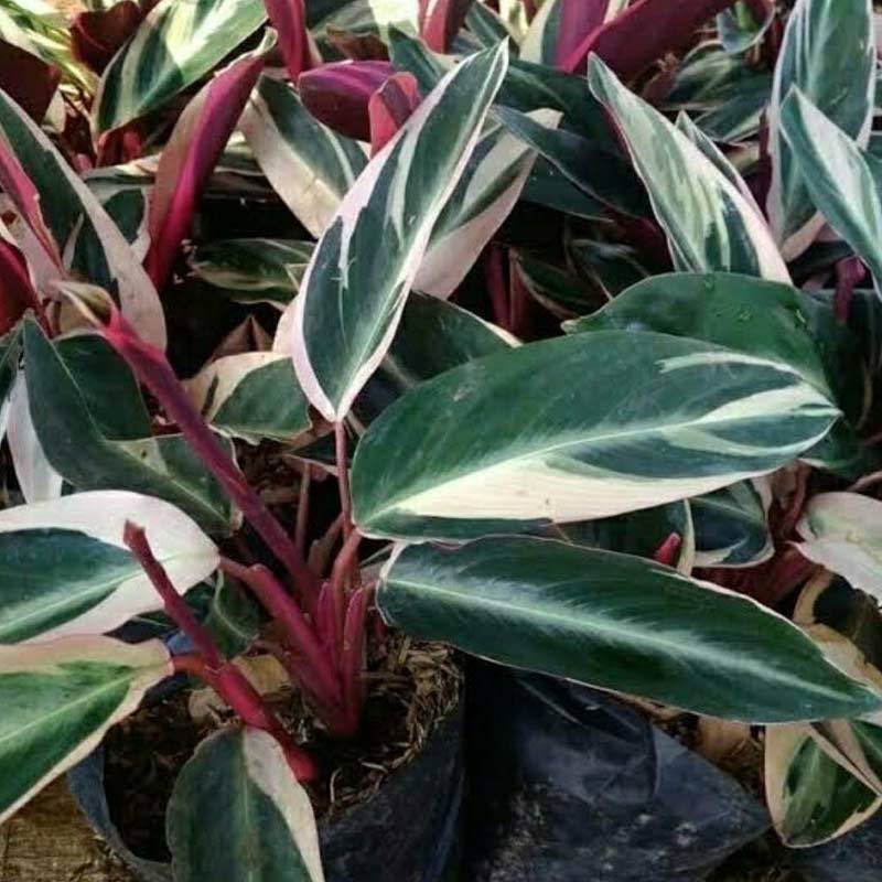 calathea louisae maui queen 6
