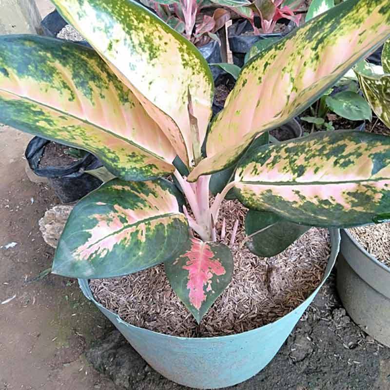 Jual Azzahra Berkah Bibitku Aglonema Kochin Online April 2021 Blibli