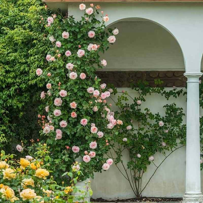 Jual Sutris Bibit Bunga Mawar Rambat Pink Bibit Tanaman Hias