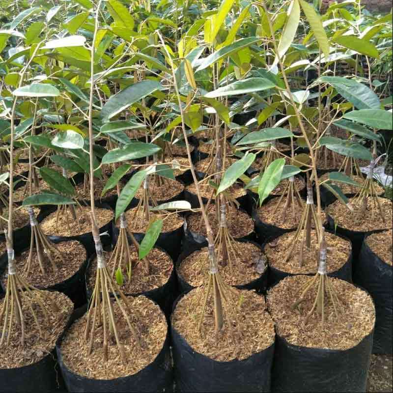 Jual Azzahra Berkah Bibitku Durian Montong Kaki 10 Bibit Tanaman Murah Mei 2021 Blibli