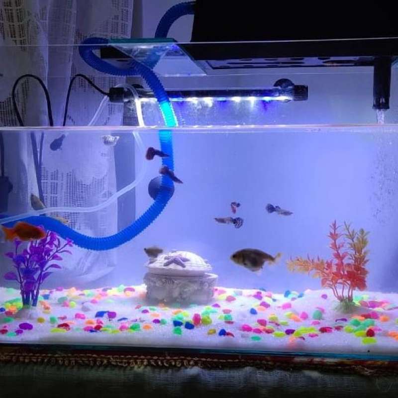 aquascape ukuran 60x30x30