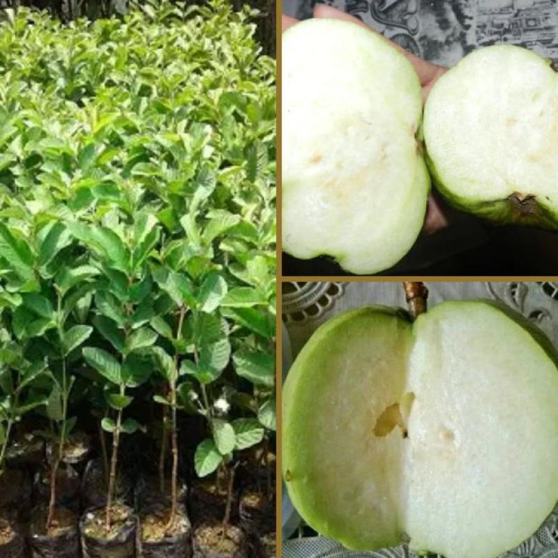 Jual Goldseeds Bibit Buah Jambu Kristal Hijau Online Juli 2020
