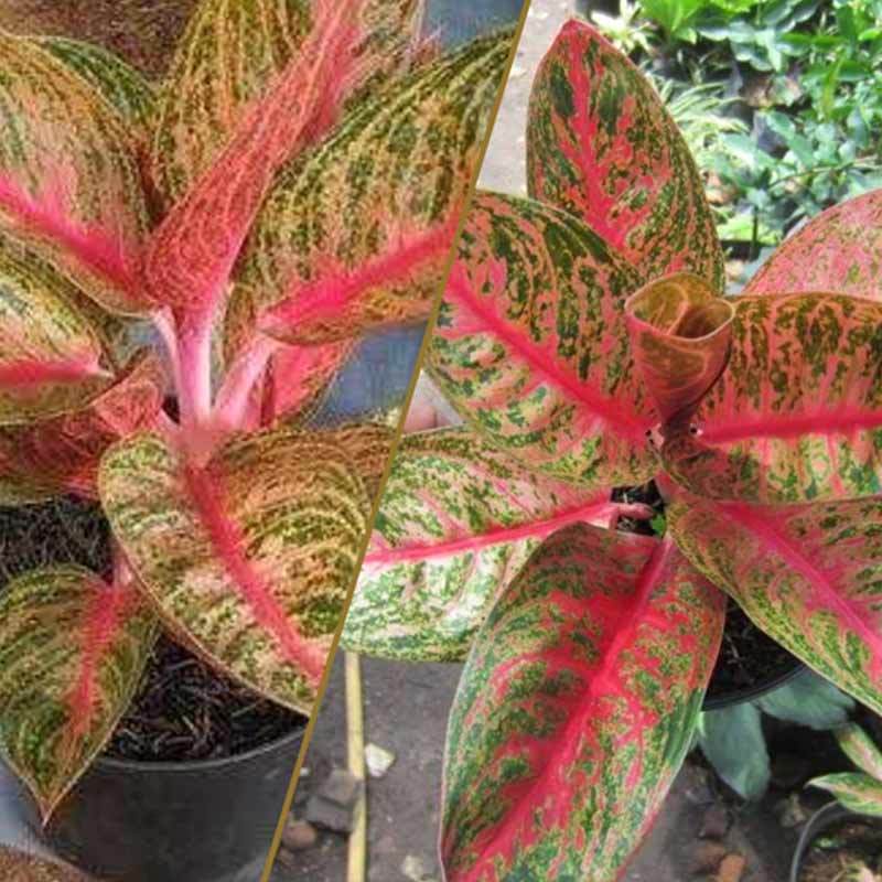 Jual Goldseeds Aglonema Widuri Tanaman Hias Online April 2021 Blibli