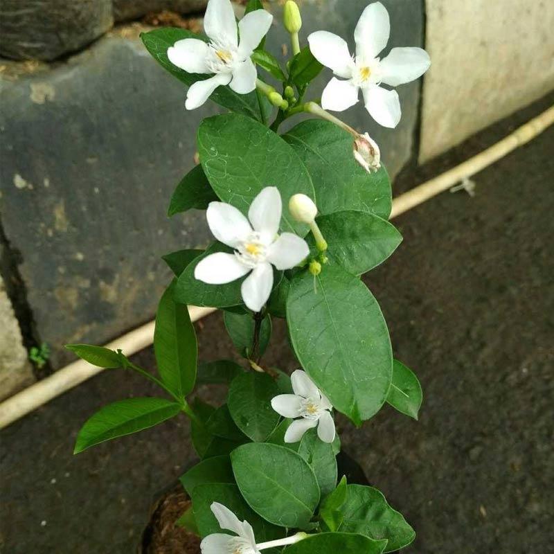 Jual Goldseeds Melati Jasmin Yasmine Tanaman Hias Online Oktober 2020 Blibli Com