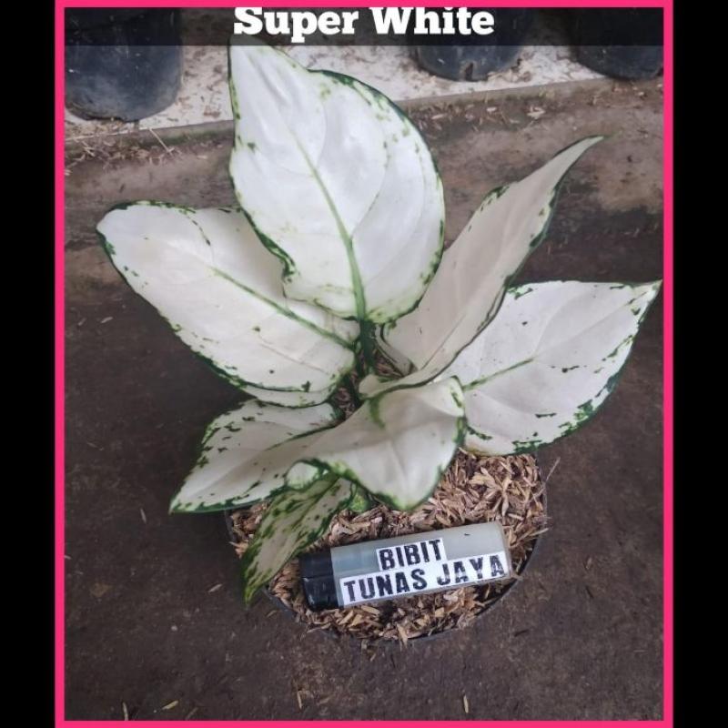 Jual Tanaman Hias Bunga Aglonema Paket 5 Jenis Wer12 Online Desember 2020 Blibli