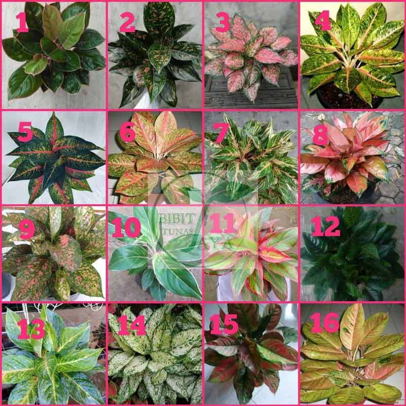 Jual Aglonema Paket 16 Jenis Tanaman Online Januari 2021 Blibli