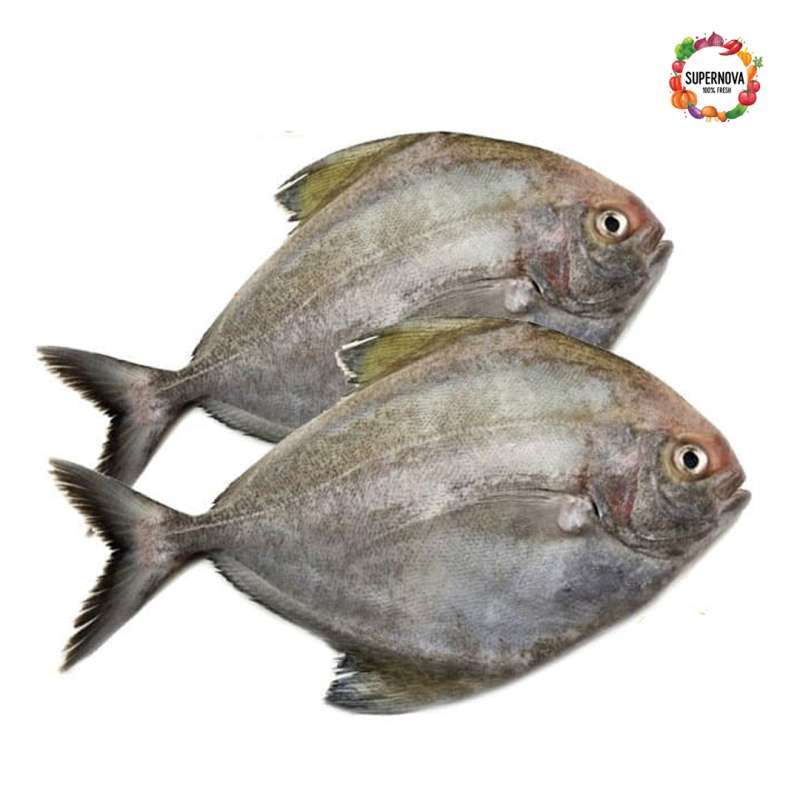 Jual Supernova Mart Ikan Bawal Laut Segar 1 Kg Murah Mei 2021 Blibli