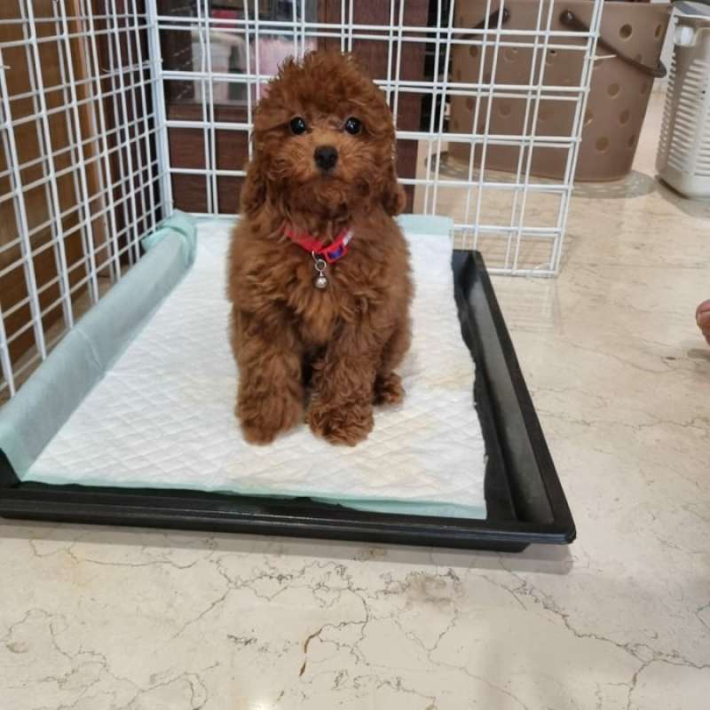 Harga anjing poodle toy top