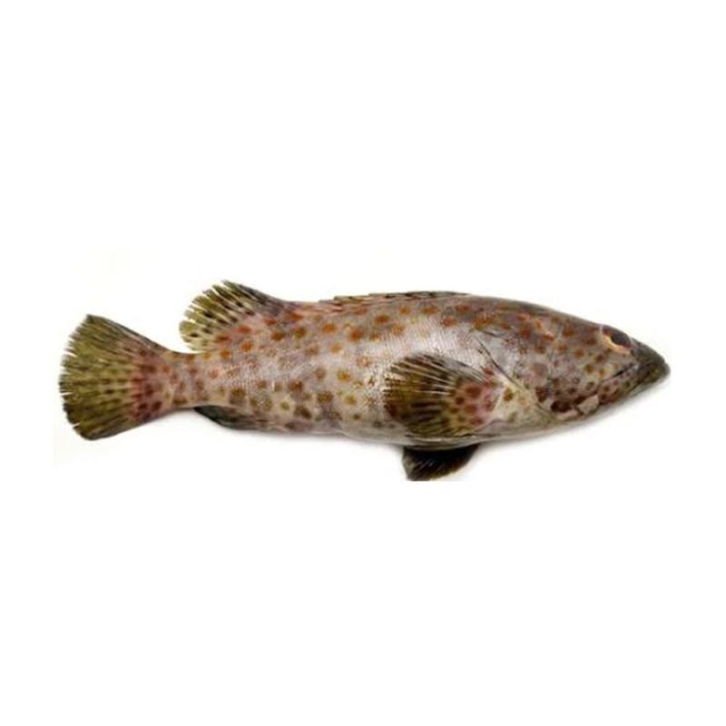 Jual Samudera 33 Ikan Kerapu Lumpur Kecil Fresh 1kg Online Januari 2021 Blibli