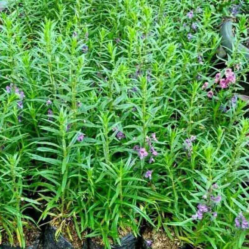 Jual Tanaman Lavender Pengusir Nyamuk Pohon Hias Lavender Tanaman Bunga Lavender Online April 2021 Blibli