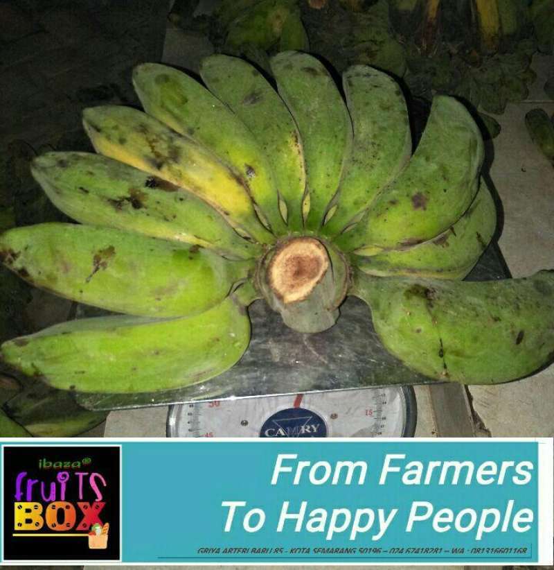 Jual Ibaza Fruitsbox Pisang Kepok Kuning Buah 1 Sisir 1 Kg Online September 2020 Blibli Com