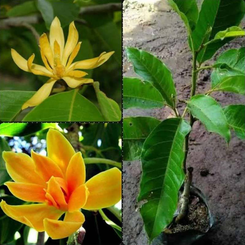 Jual Banana Berkah Bibit Tanaman Bunga Kantil Kuning Murah Mei 2021 Blibli