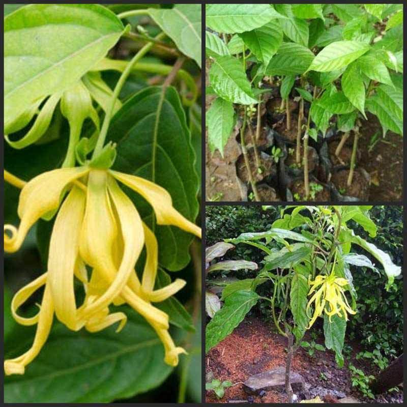 Jual Goldseeds Bibit Tanaman Bunga Kenanga Online April 2021 Blibli