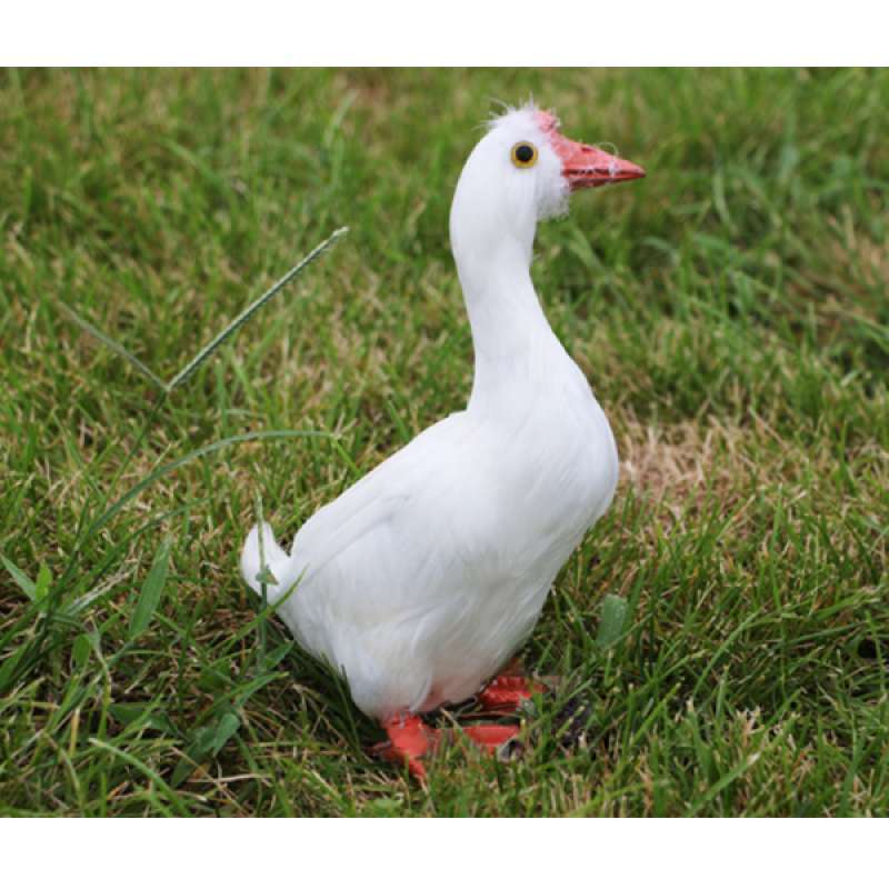 Jual New Artificial Bird Realistic Bird Taxidermy Figurine Garden Lawn Home Decor Online September 2020 Blibli Com