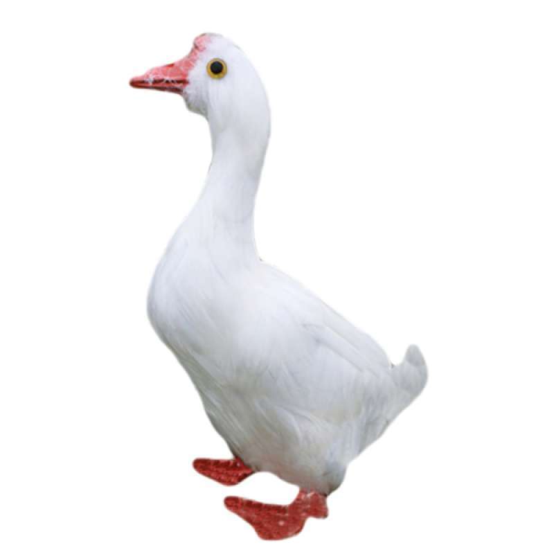 Jual New Artificial Bird Realistic Bird Taxidermy Figurine Garden Lawn Home Decor Online September 2020 Blibli Com