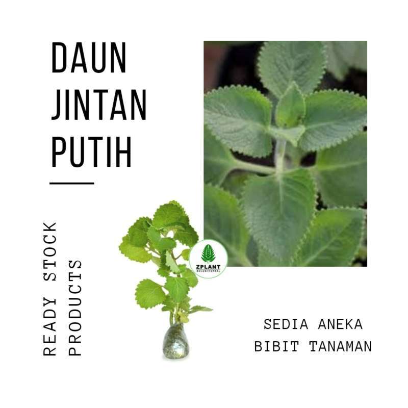 Jual Bibit Jintan Putih Daun Bangun Bangun Terbaru Juni 2021 Blibli