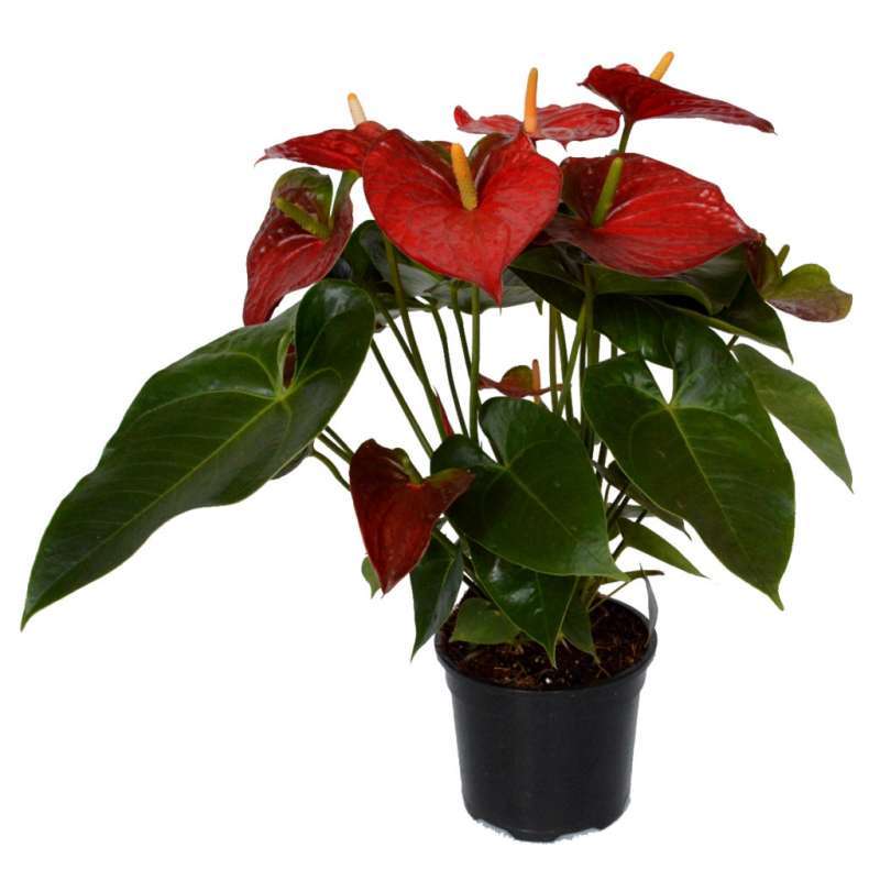 best indoor plants for air cleaning Buy 5 Best Air Purifying Plants Combo - Dieffenbachia, Petra Croton, Ficus  Lyrata , Aglaonema, Green Compactor Online