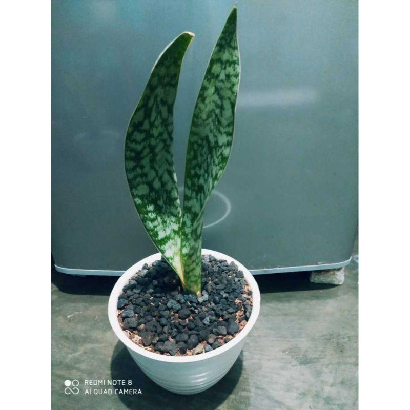 Jual Tanaman Lidah Mertua Tiger 1 Online April 2021 Blibli