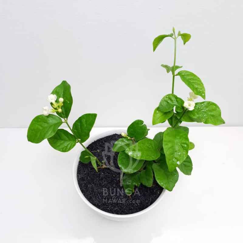 Jual Tanaman Hias Melati Kampung Super Wangi Pohon Melati Online April 2021 Blibli