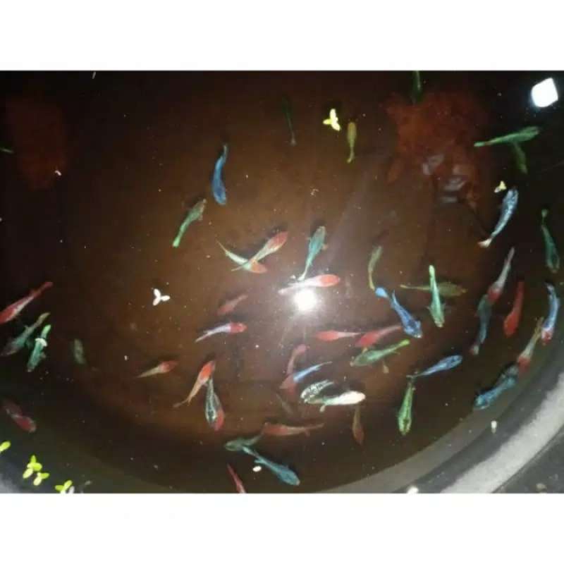 Jual Ikan Cupang Avatar Gordon Bahan Online Desember 2020 Blibli