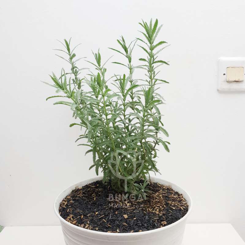 Jual Tanaman Hias Pengusir Nyamuk French Lavender Online April 2021 Blibli