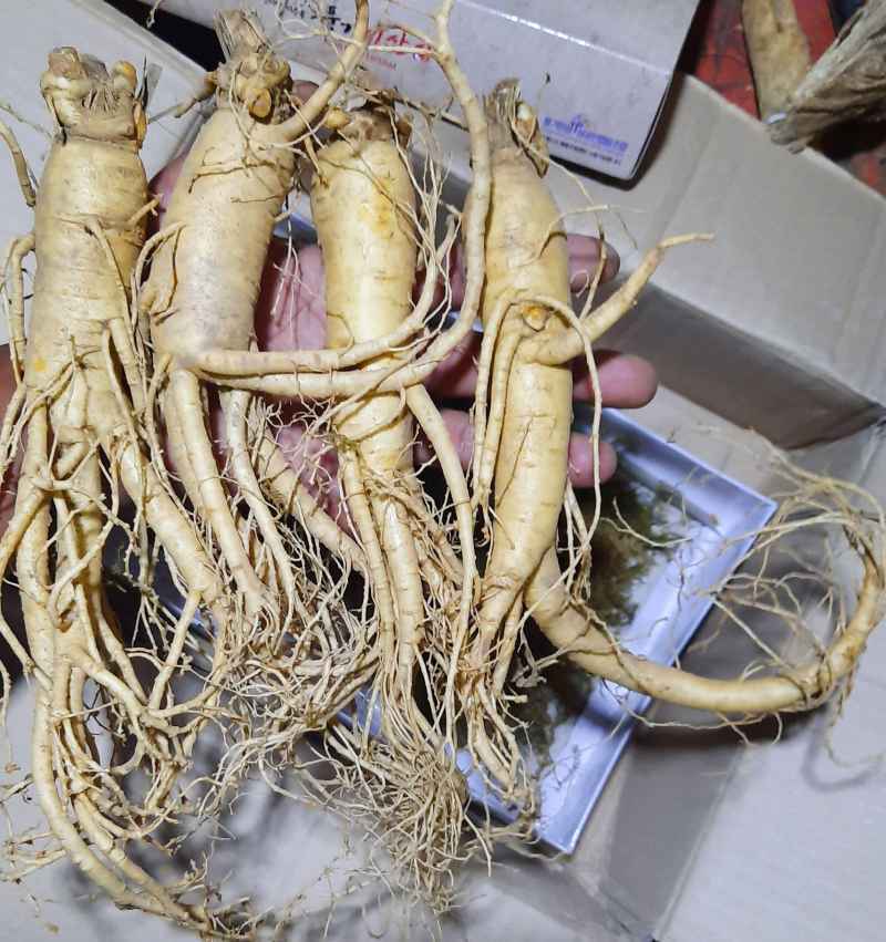 korean ginseng korea full00